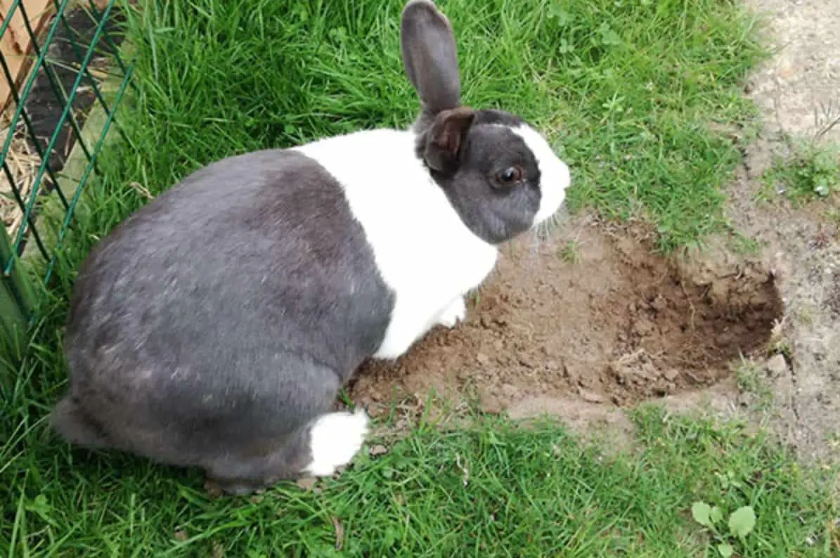 Stress Rabbits Could Dig Holes to Let off Steam