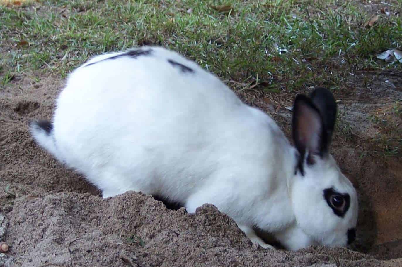 Top 8 Reasons Why Rabbits Dig Holes