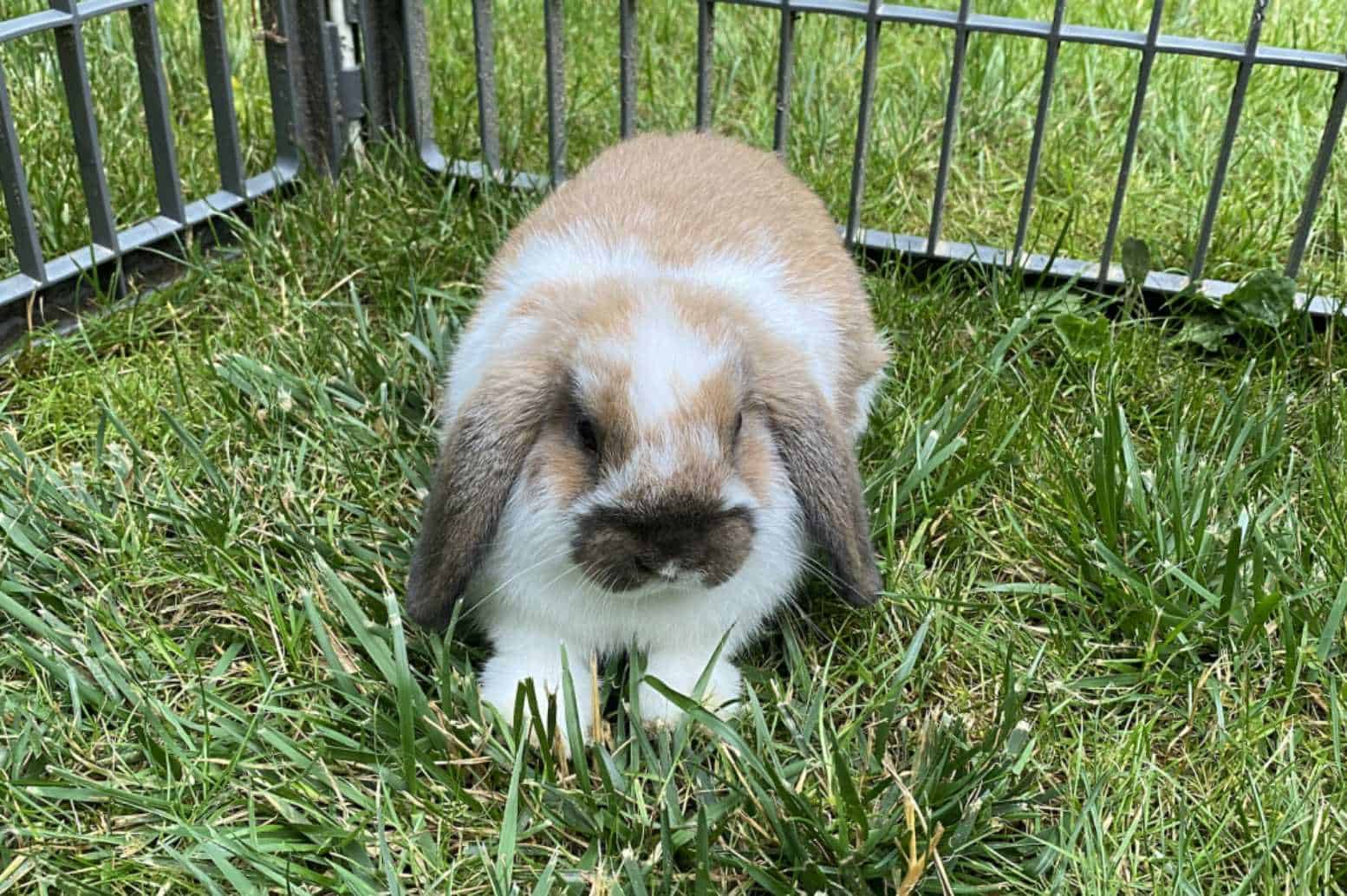 What Are Other Plants Dangerous For Rabbits