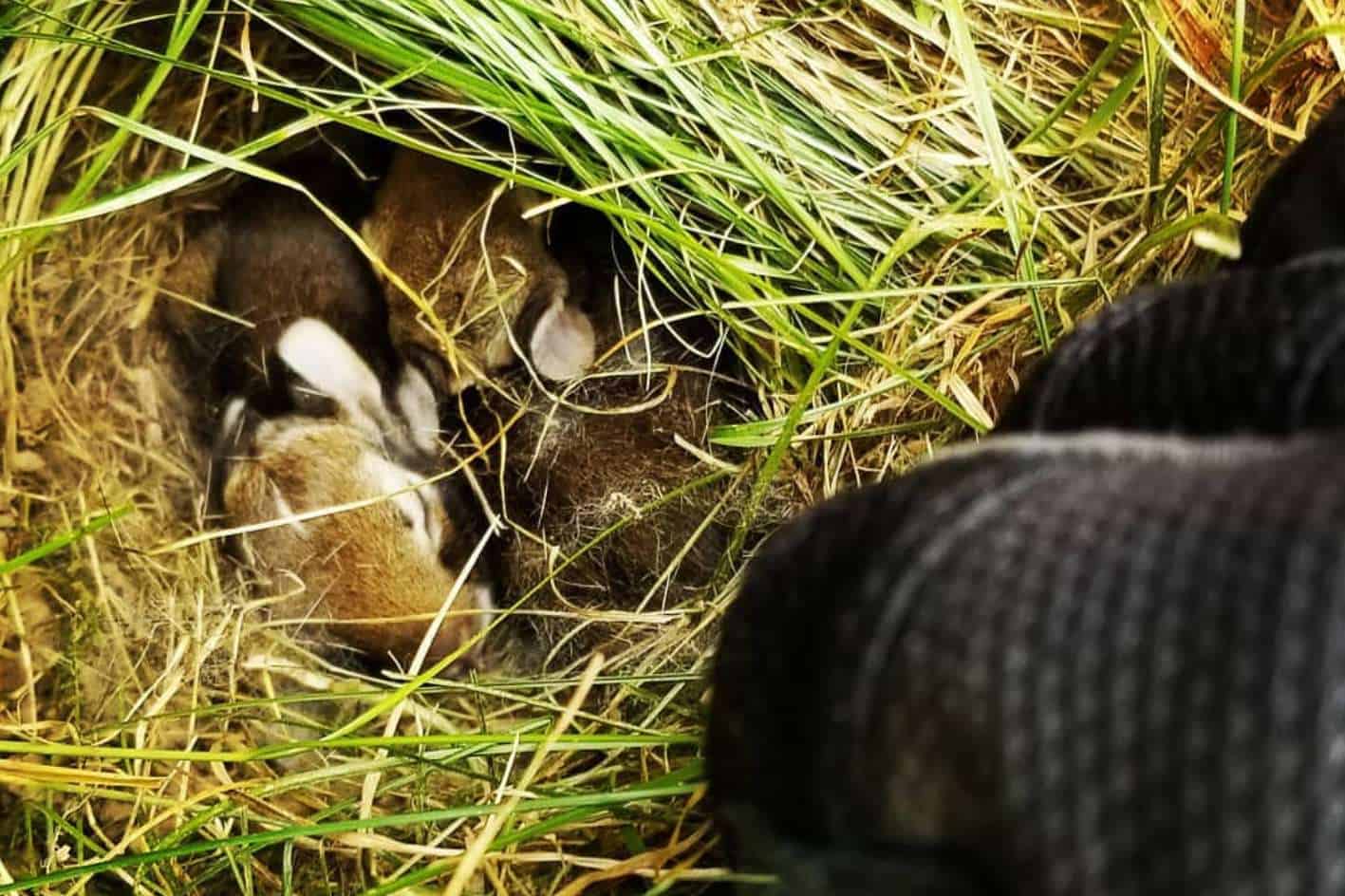 What Does a Rabbit Nest Look Like and How to Find It