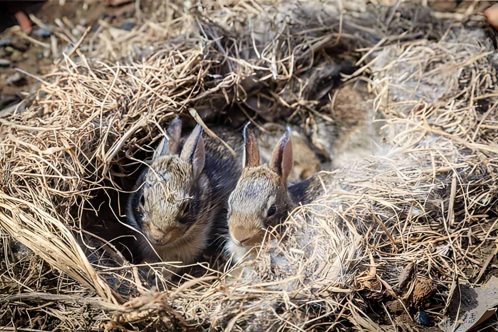 What do Rabbit Nests Look Like