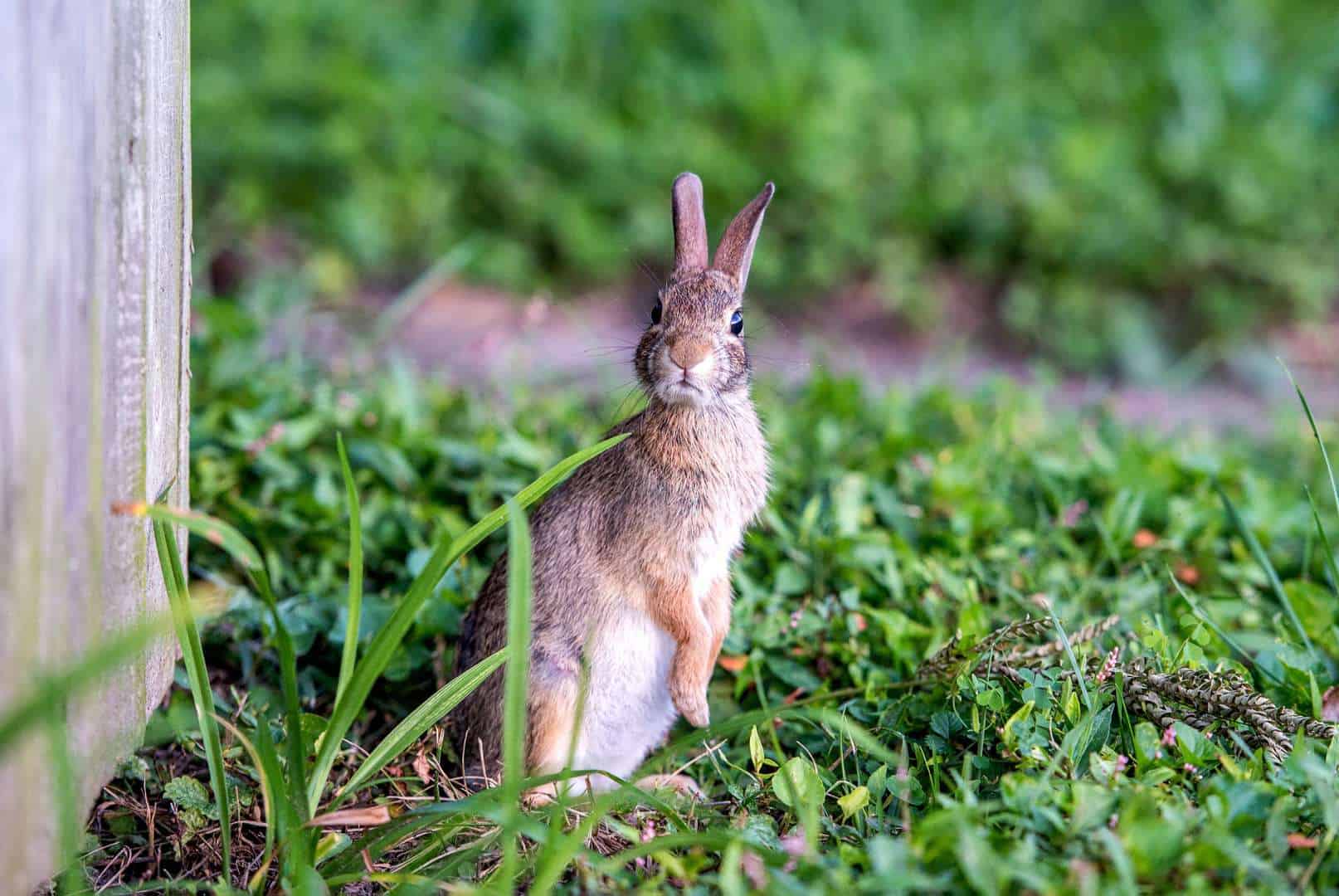 Why Are Rabbits So Attracted To Your Yard