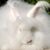 Angora Giant Rabbit: Appearance, Lifespan, Temperament, Care Sheet