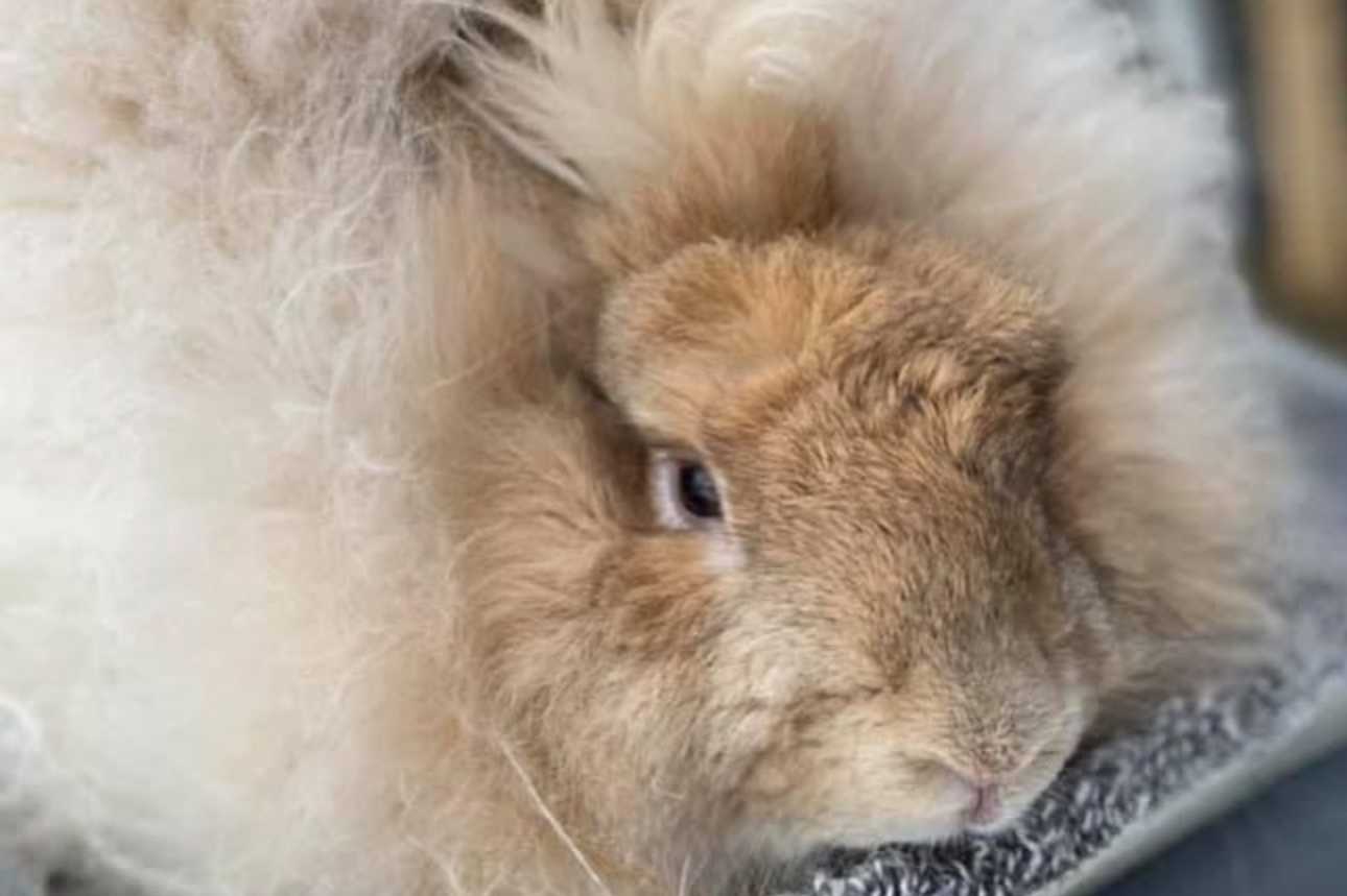 angora rabbit care