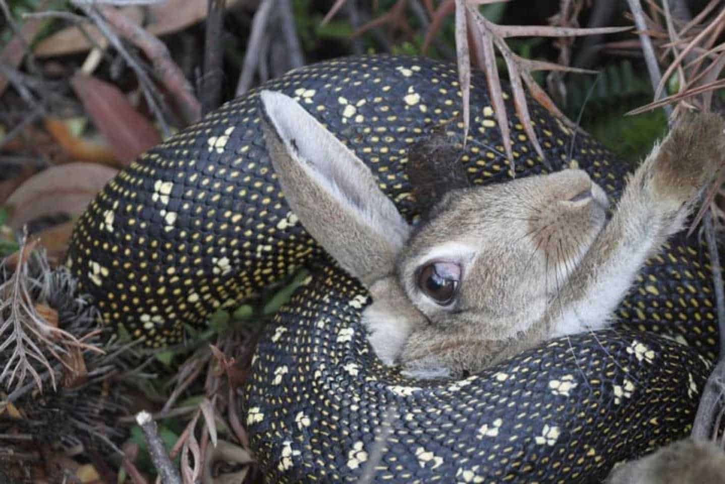 are rabbits immune to rattlesnake venom