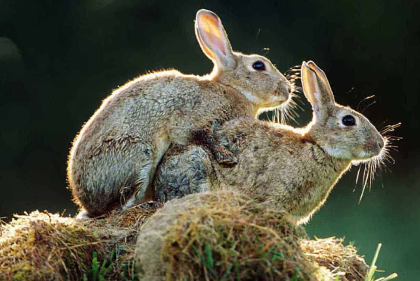 are rabbits monogamous