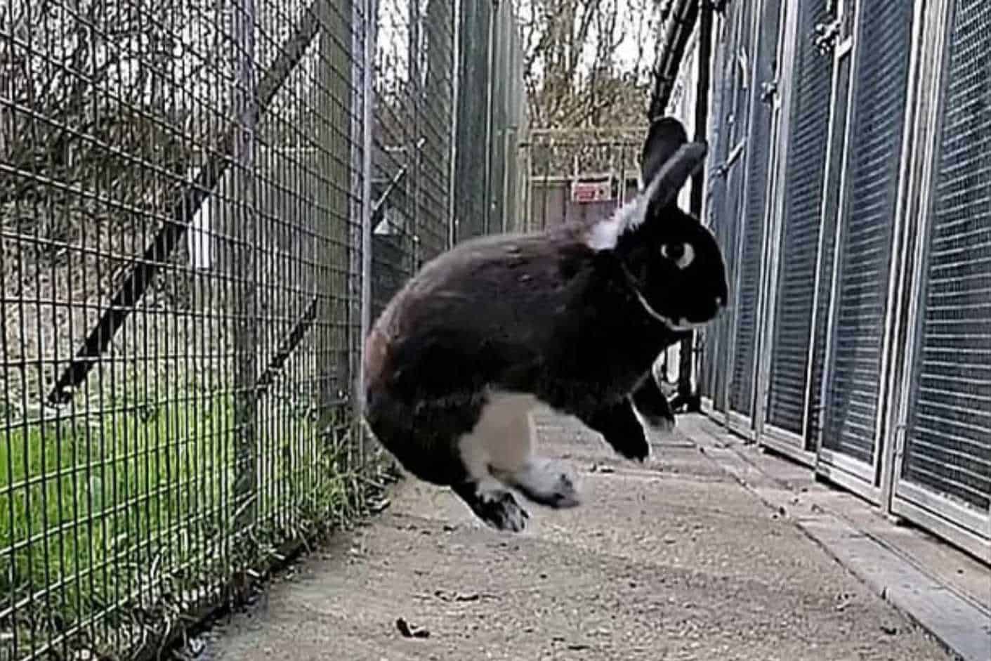 binky rabbit jump