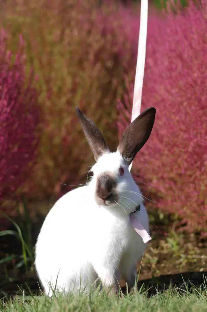 black and white bunny breeds