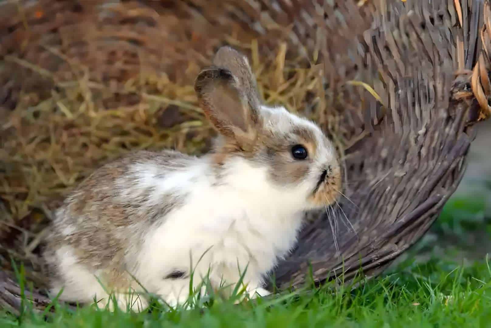 bunnies outside