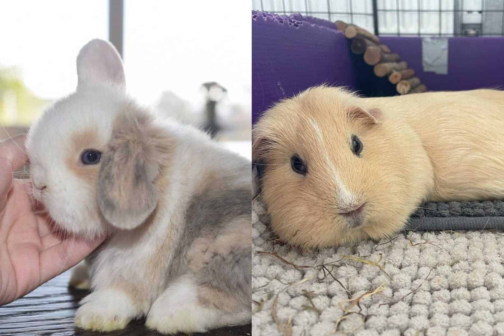 bunnies vs guinea pigs