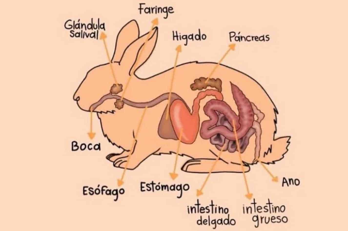 bunny anatomy