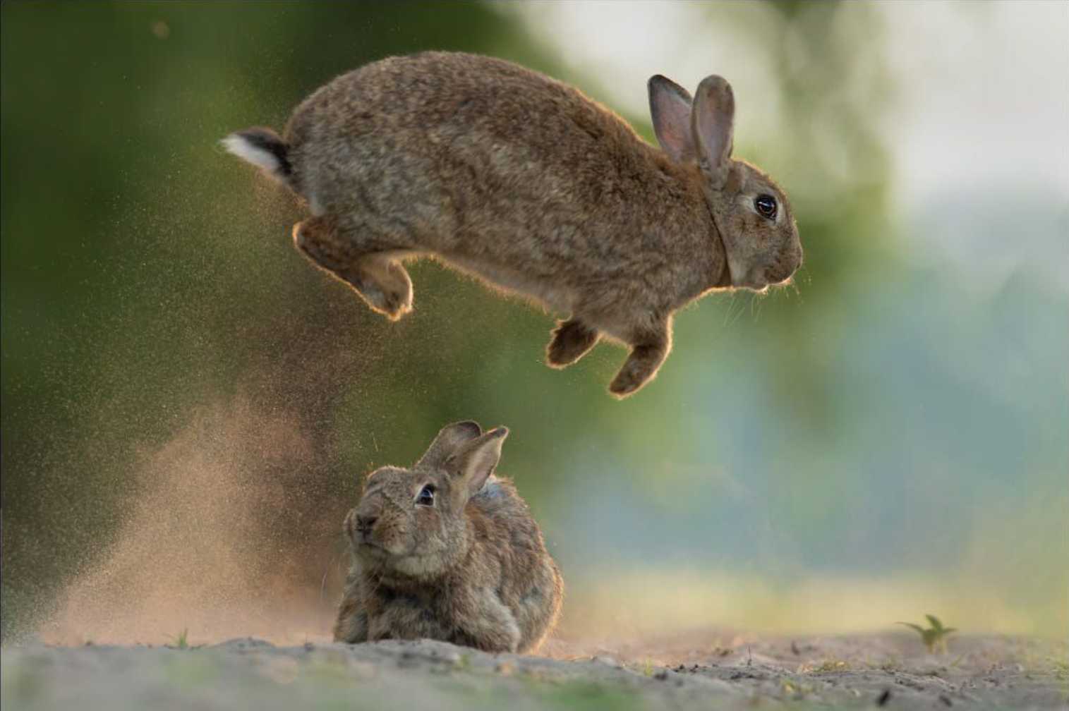 bunny binkie