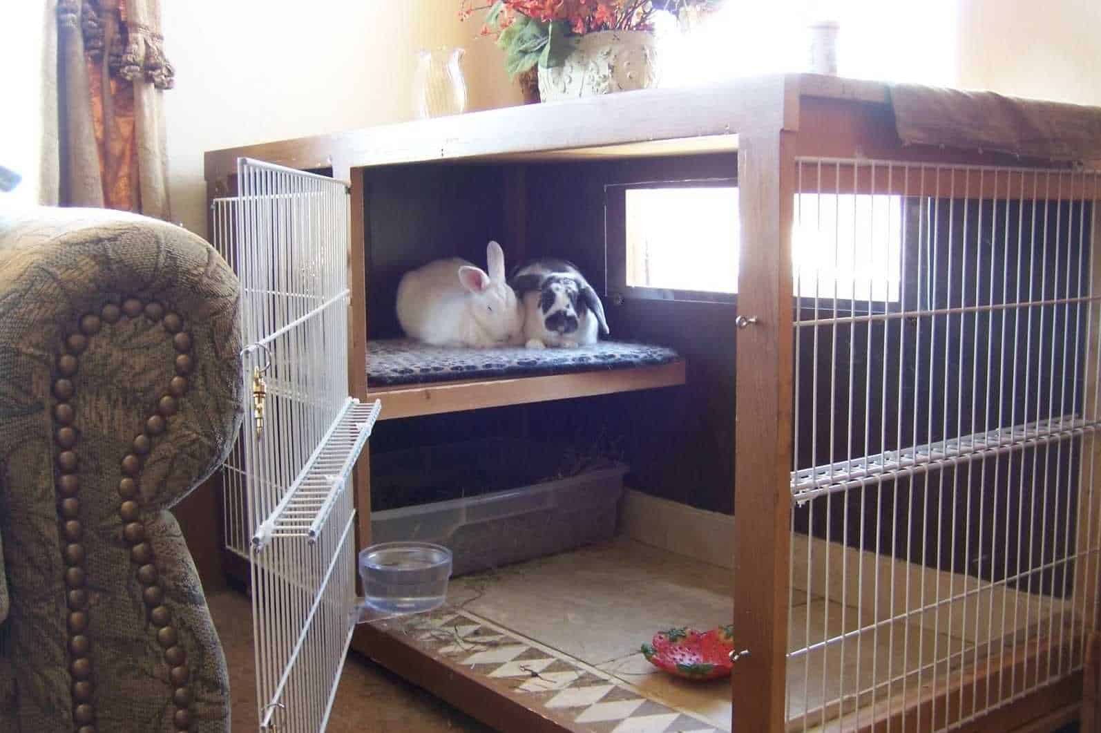 bunny cage set up