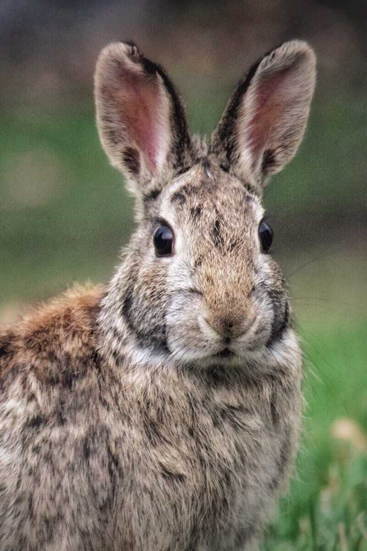 bunny cottontail