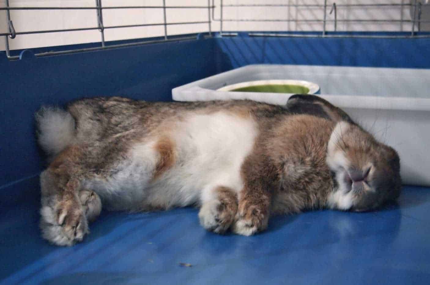 bunny laying flat on tummy