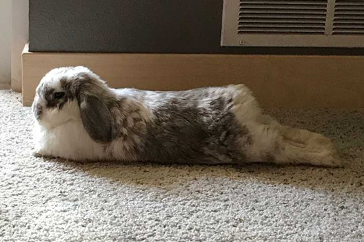 bunny loaf