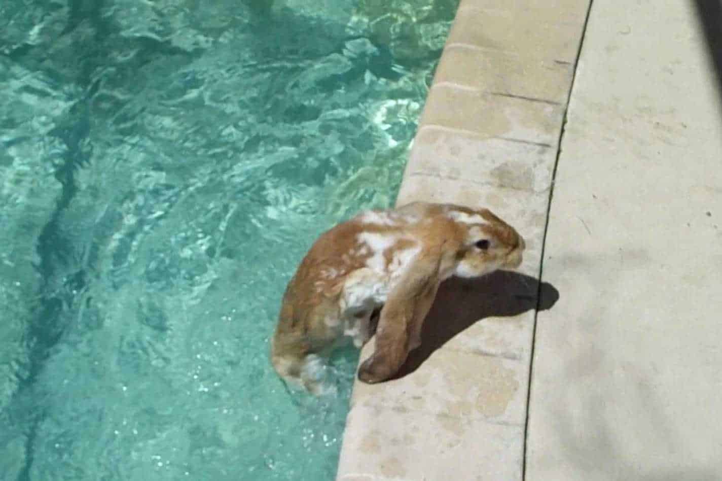 bunny swimming