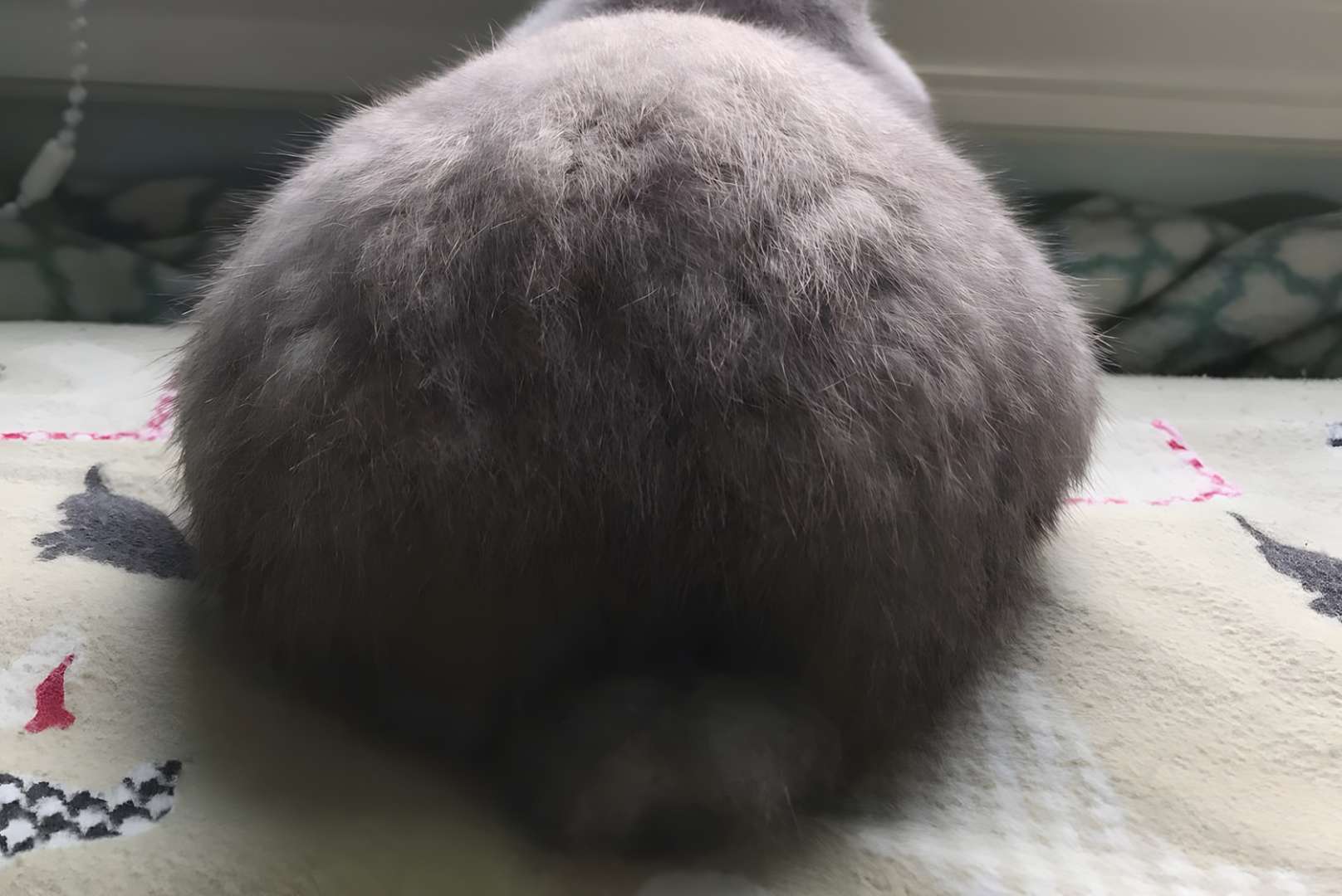 bunny tail length
