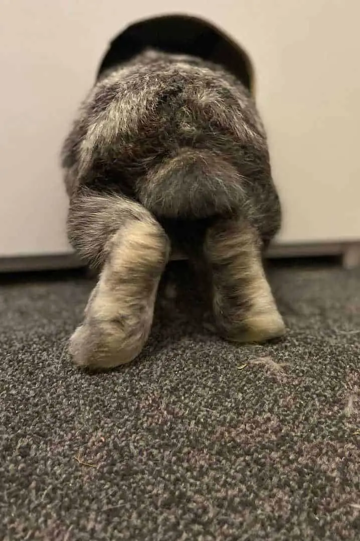 bunny thump