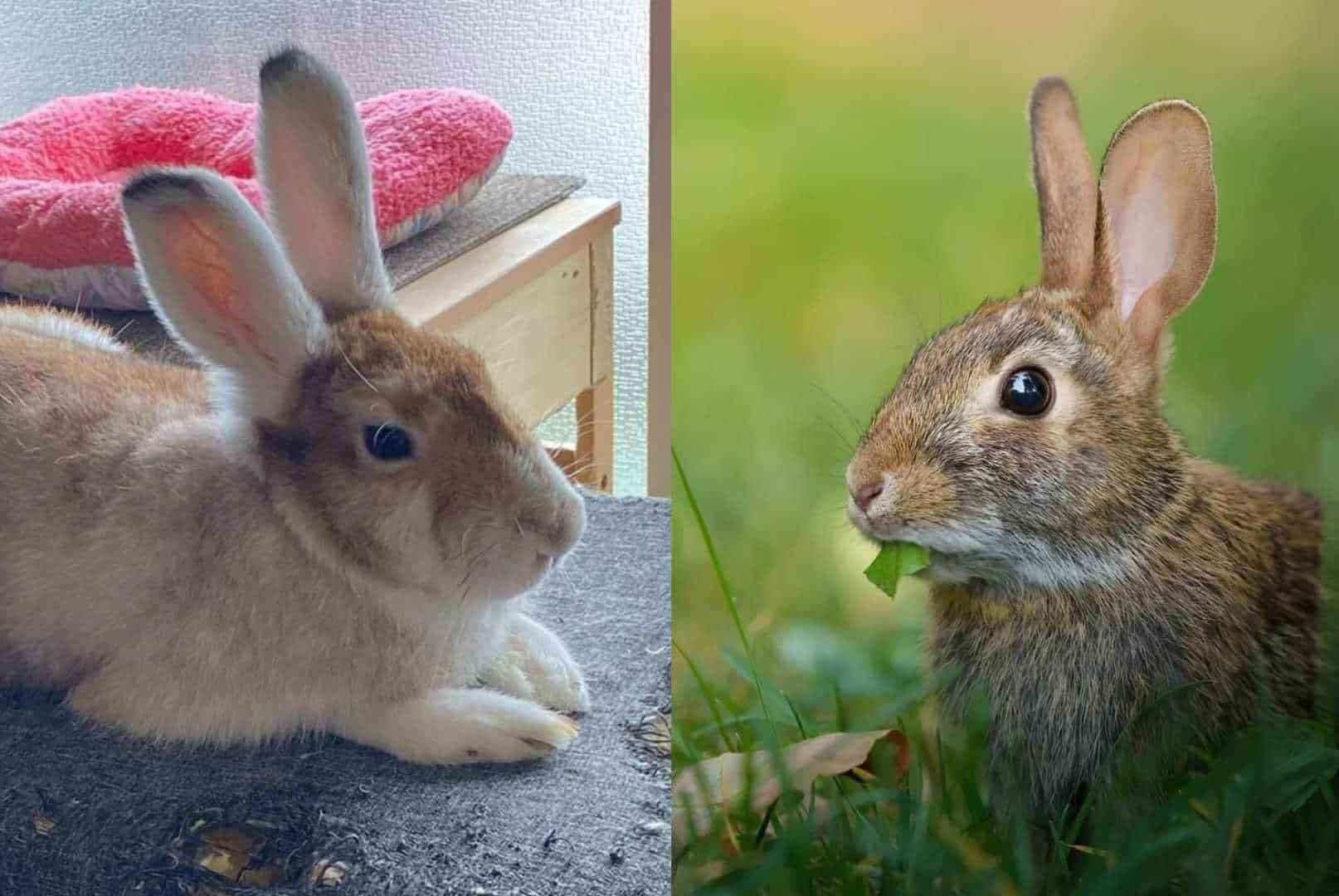 bunny vs rabbit