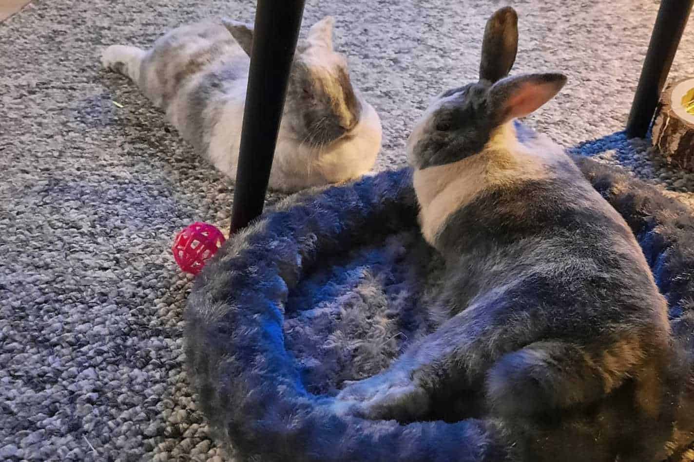can 2 male rabbits live together