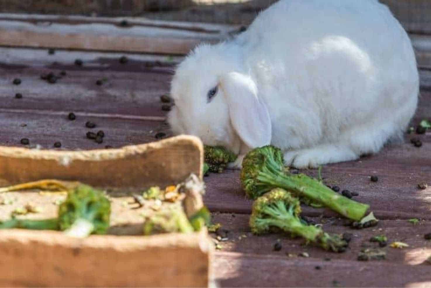 can bunnies eat broccoli stems
