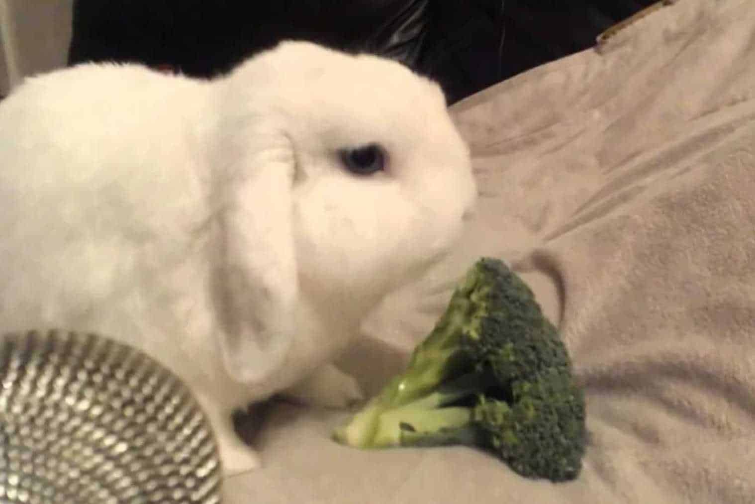 can bunnies eat broccoli