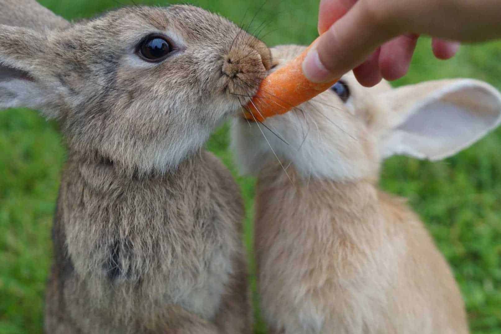 can bunnies eat carrot tops