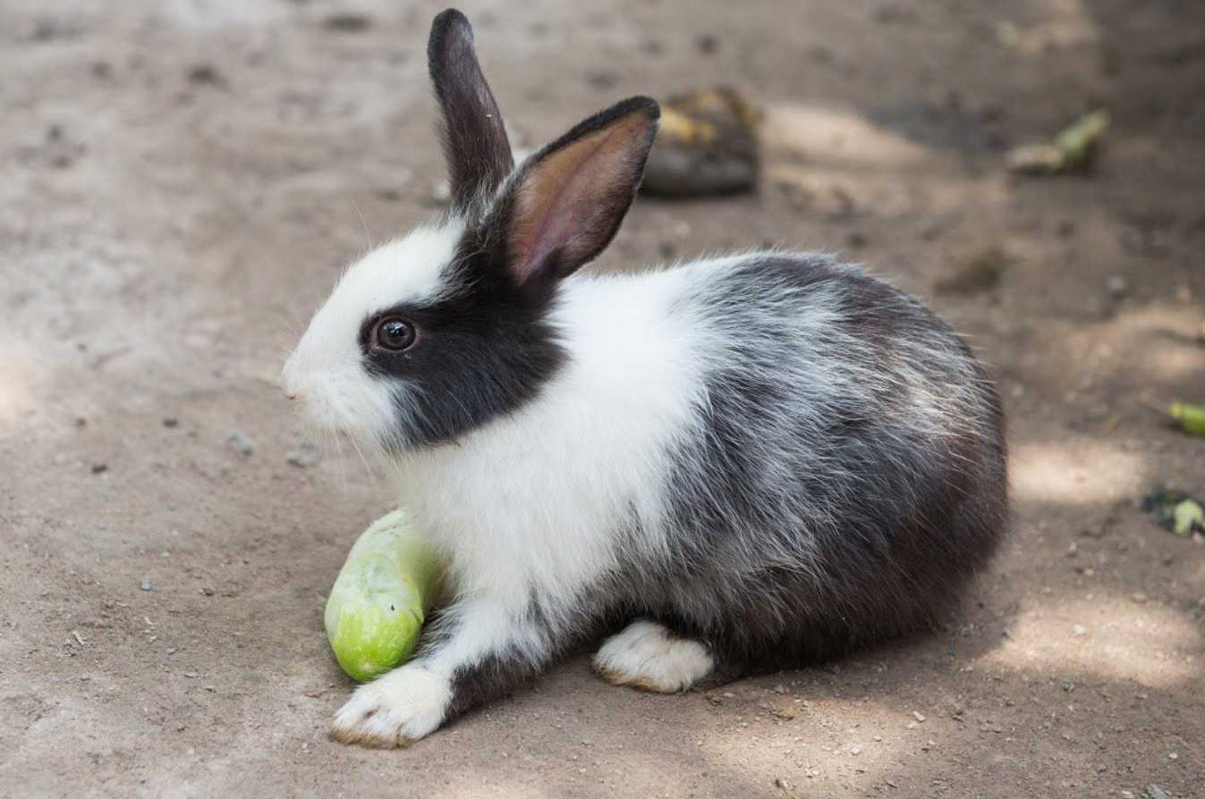 can bunnies eat cucumber