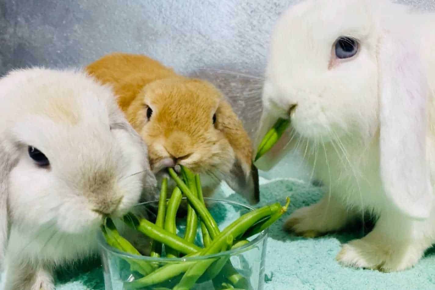 can bunnies eat green beans
