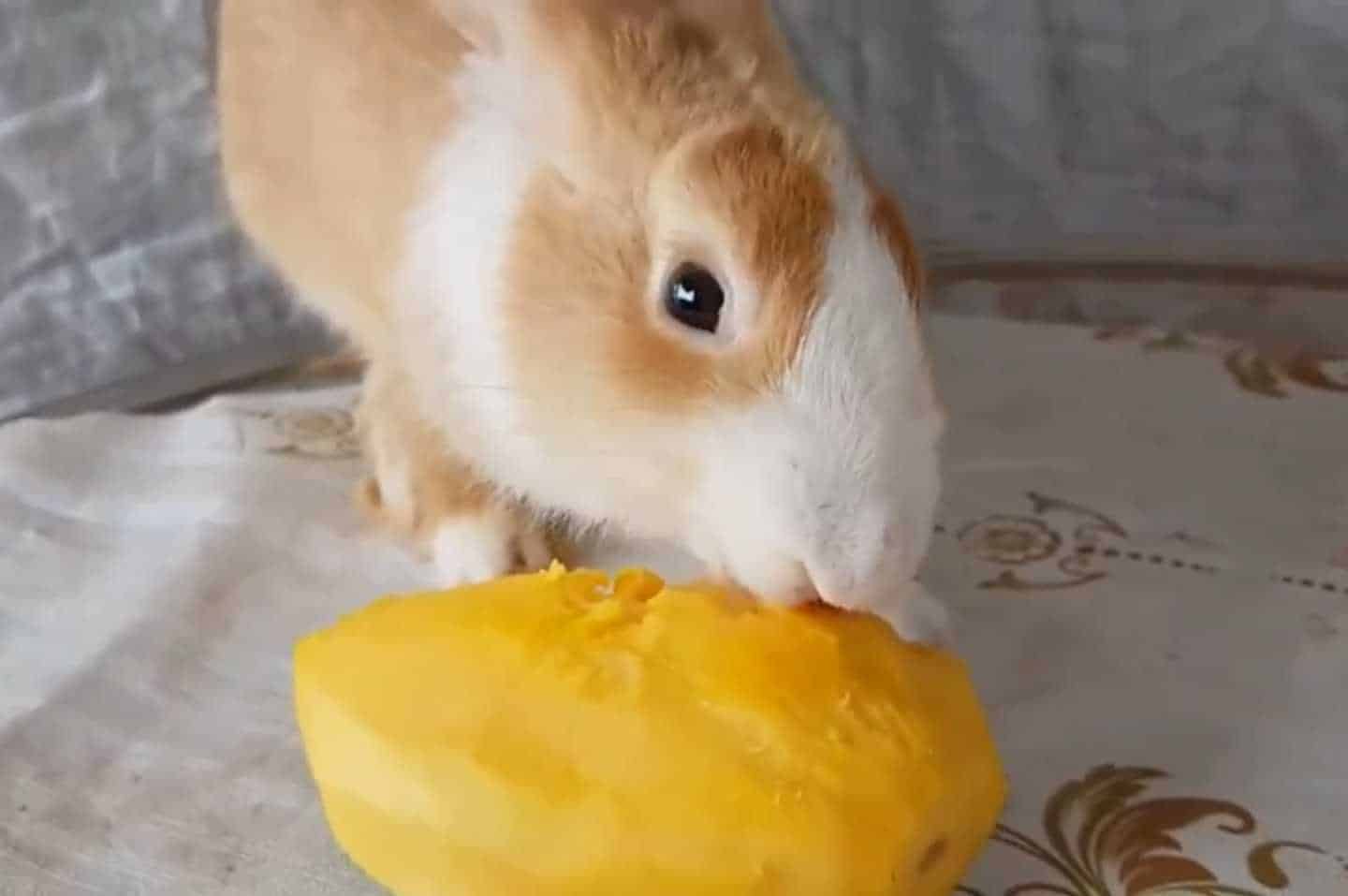 can bunnies eat mangos