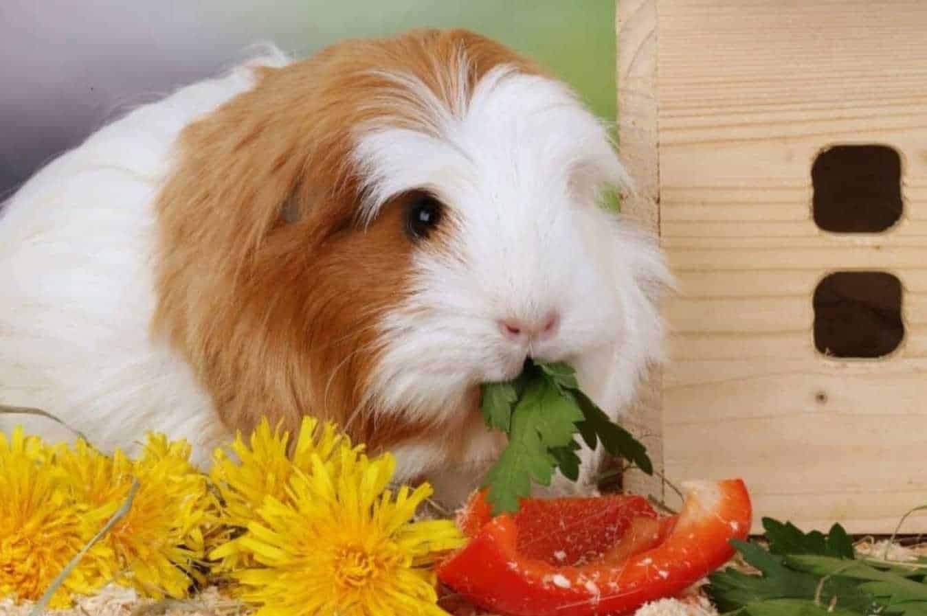 can bunnies eat peppers