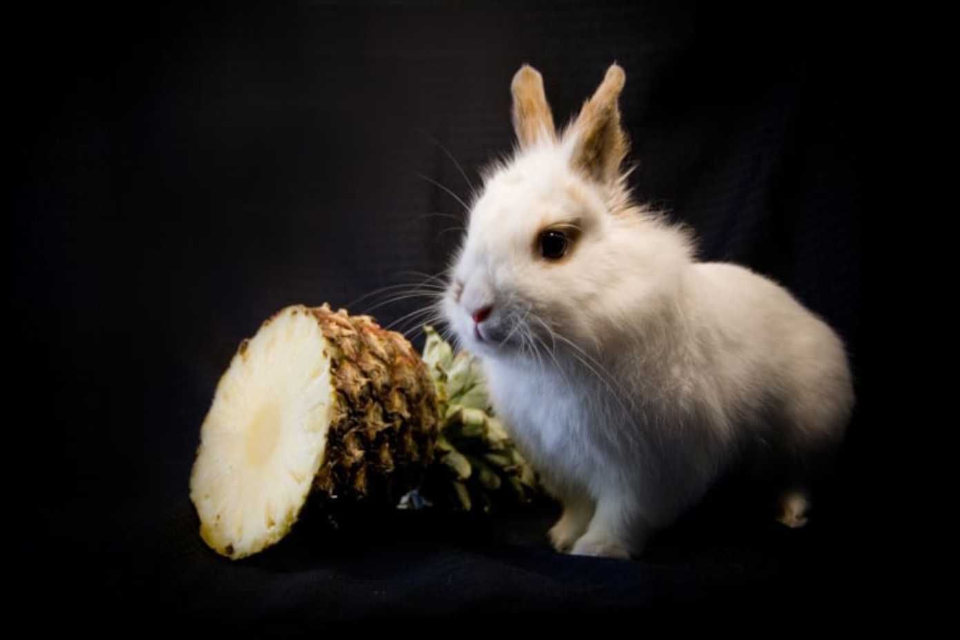 can bunnies eat pineapple