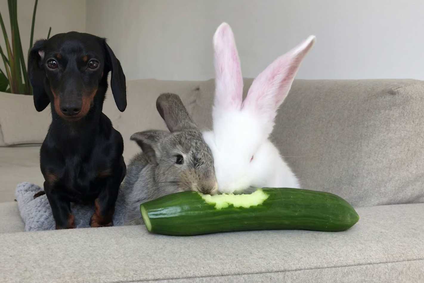 can bunnies have zucchini