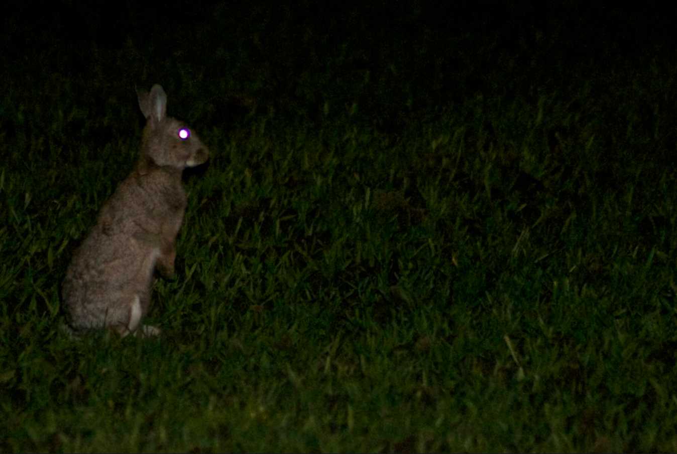 can bunnies see at night