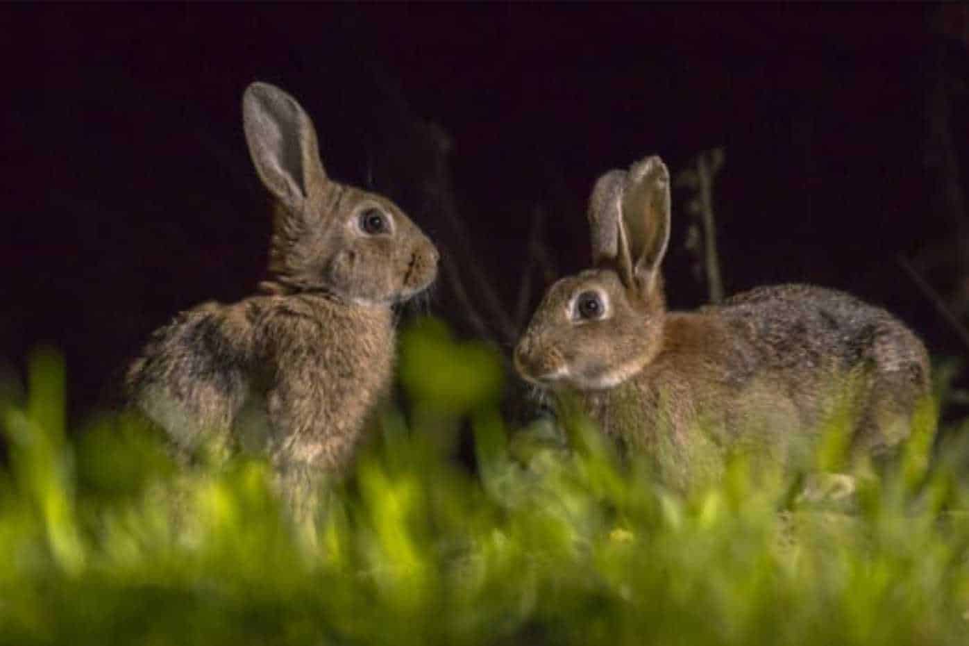 can bunnies see in the dark