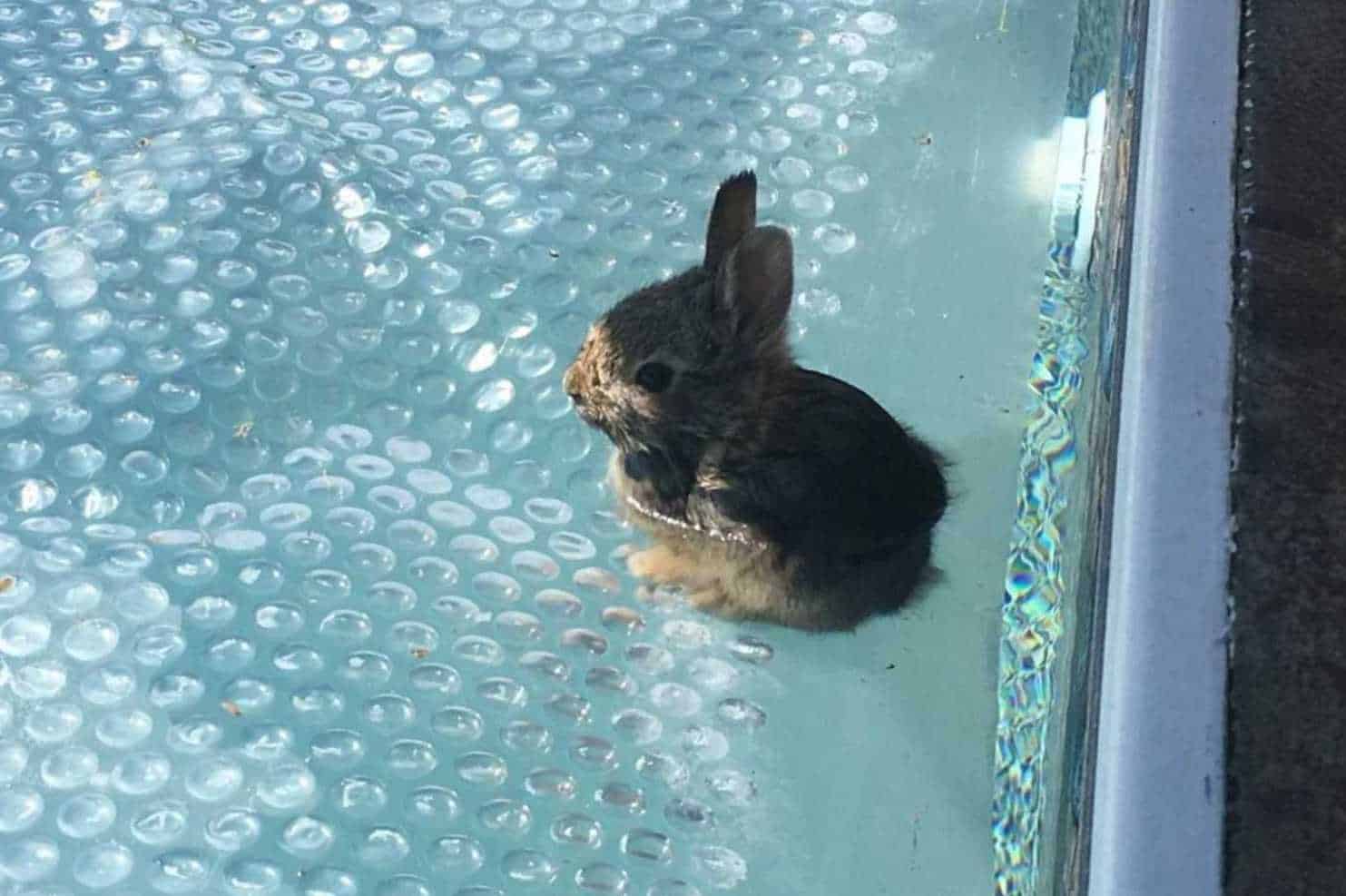 can bunnies swim