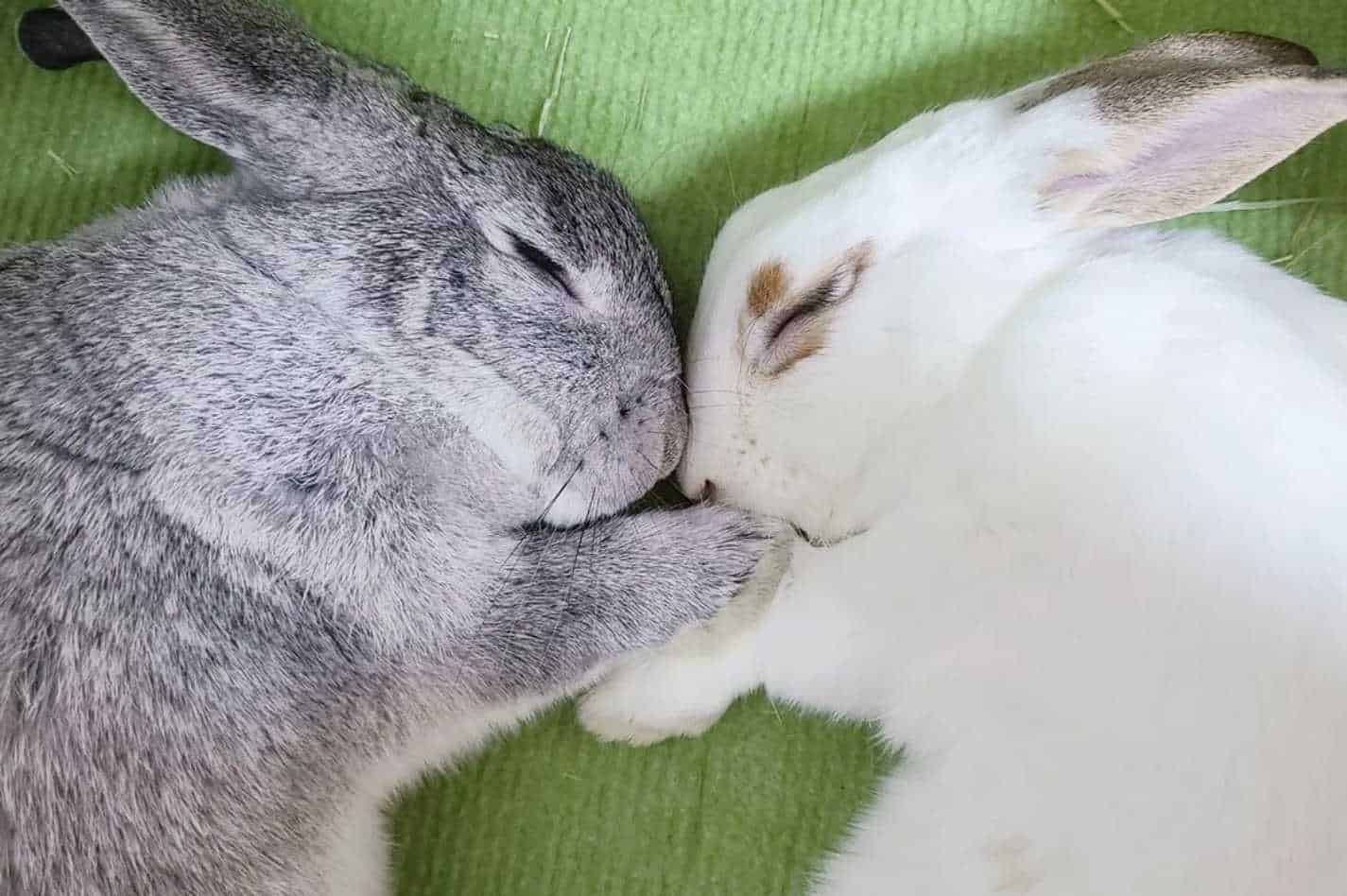can male rabbits live together