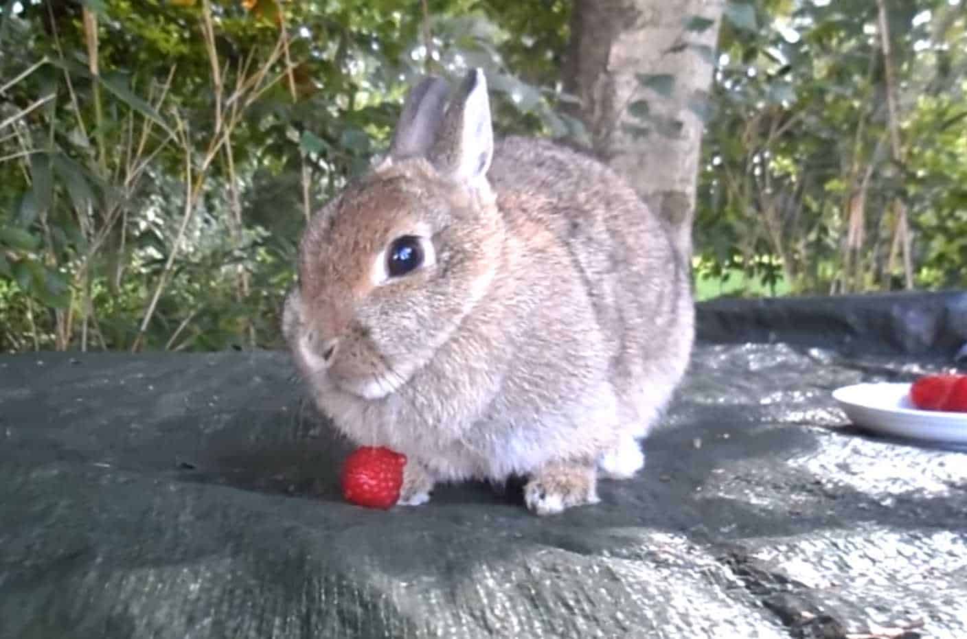 can rabbit eat raspberries