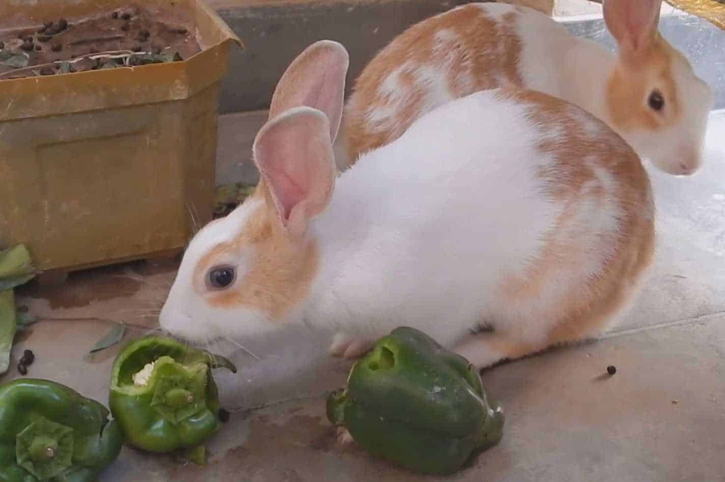 can rabbits eat bell peppers