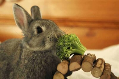 Can Rabbits Eat Broccoli? (Nutrition, Benefits & Feeding Tips)