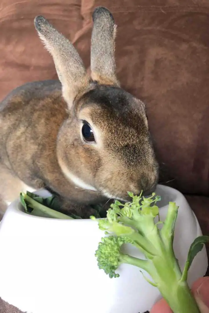 can rabbits eat broccoli stems