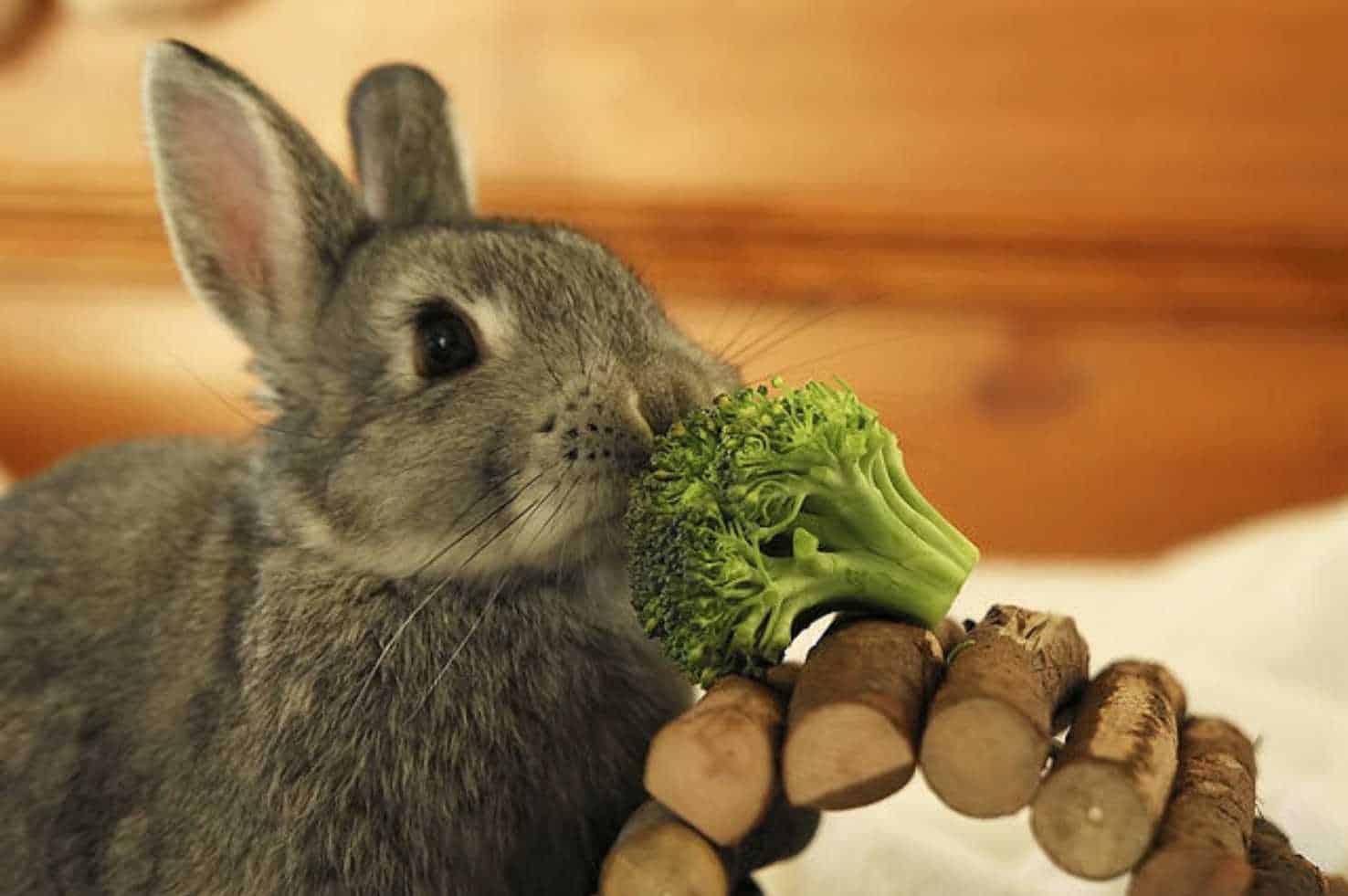 can rabbits eat broccoli
