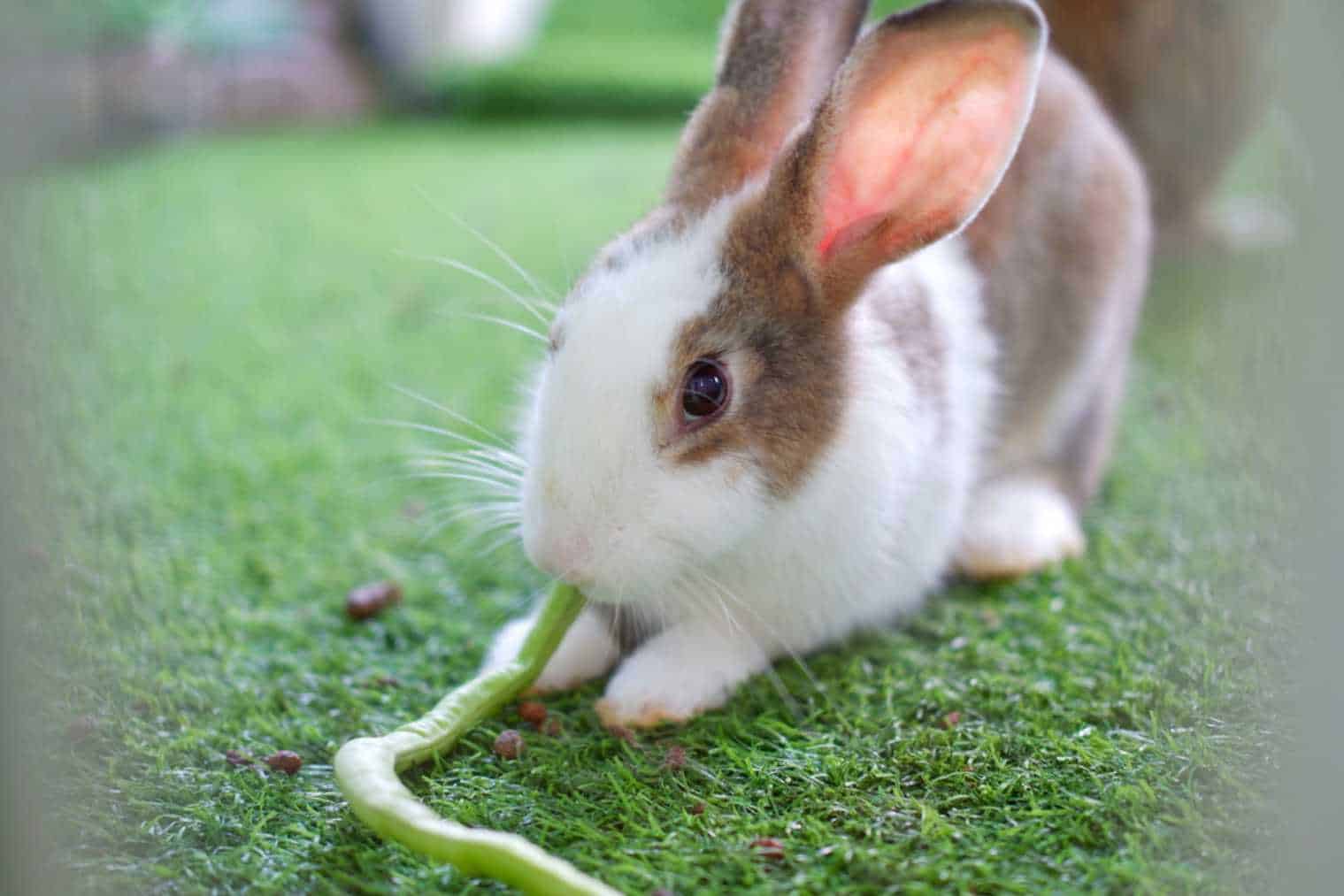 can rabbits eat fresh green beans