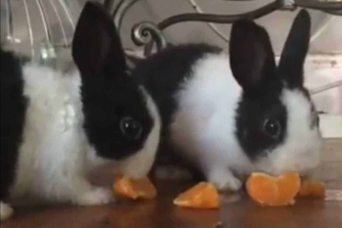 can rabbits eat mandarin oranges