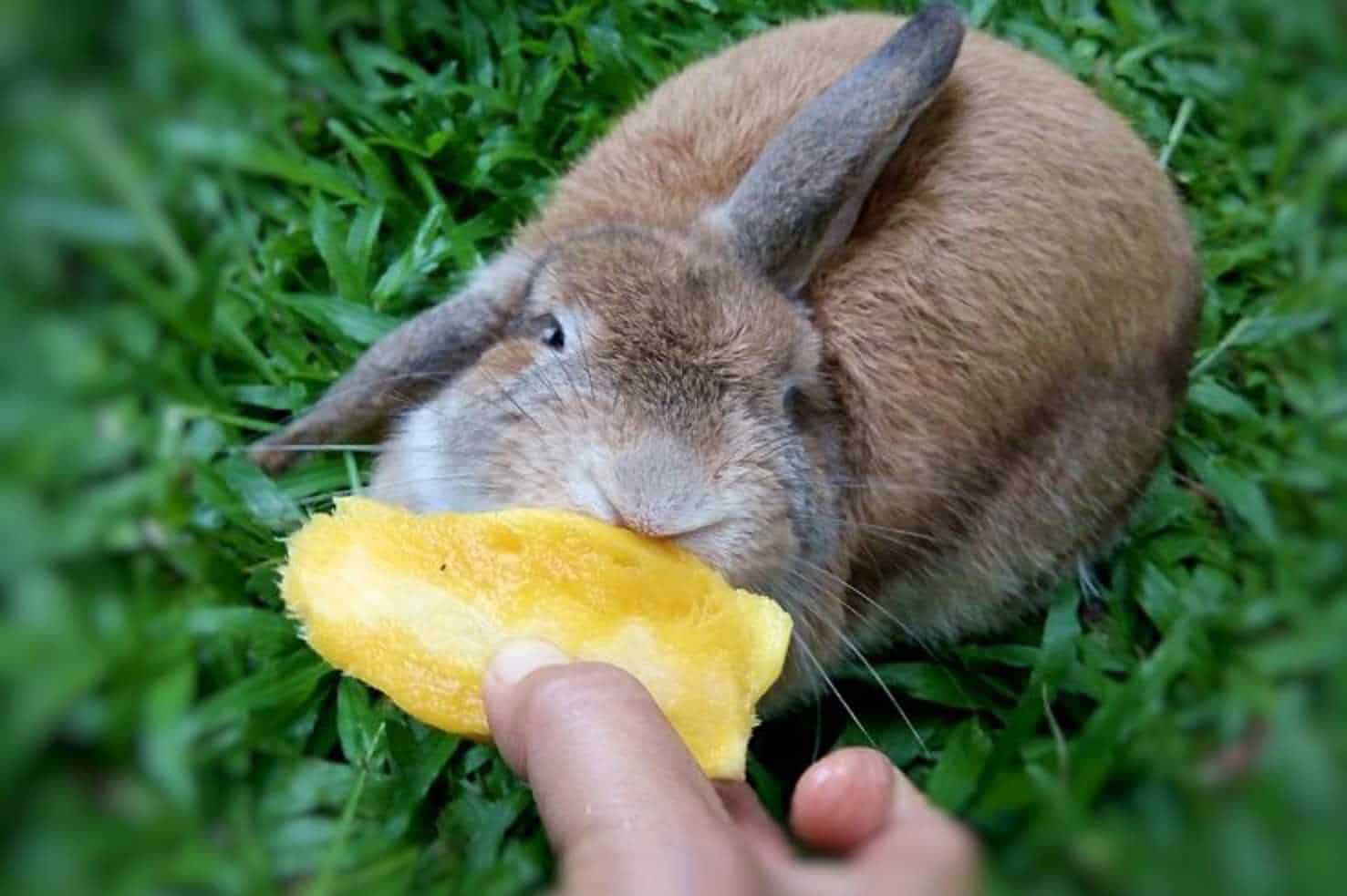 can rabbits eat mango