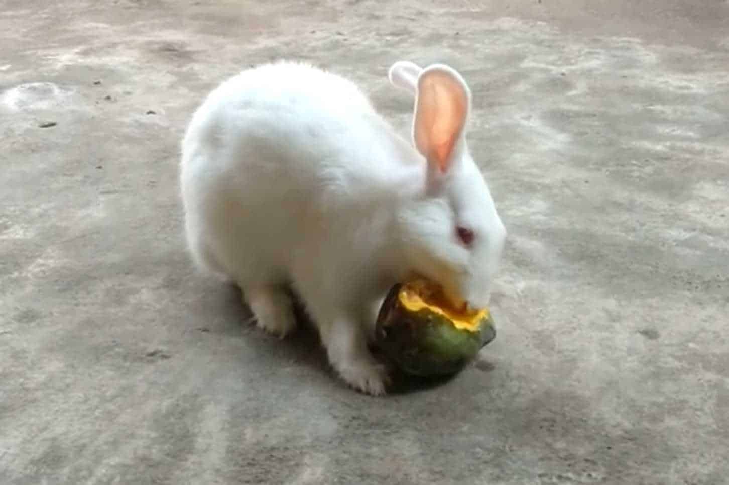 can rabbits eat mangos