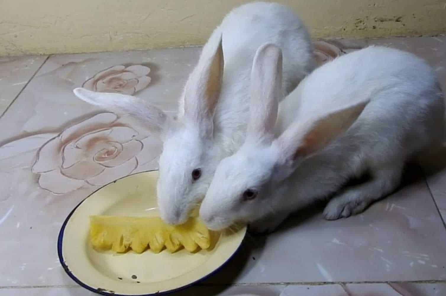 can rabbits eat pineapple