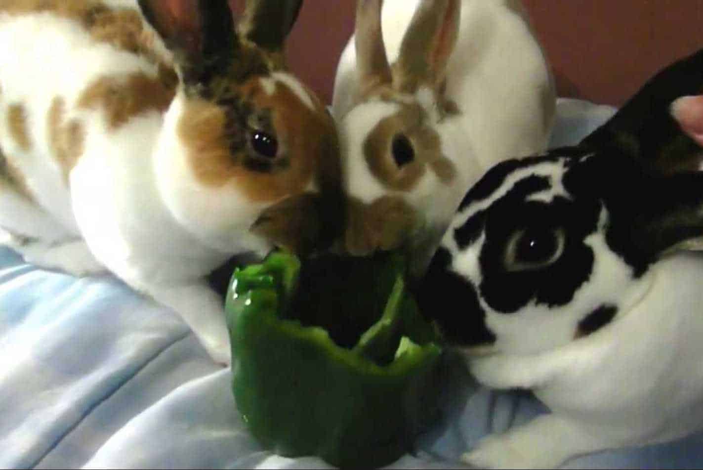can rabbits eat red peppers