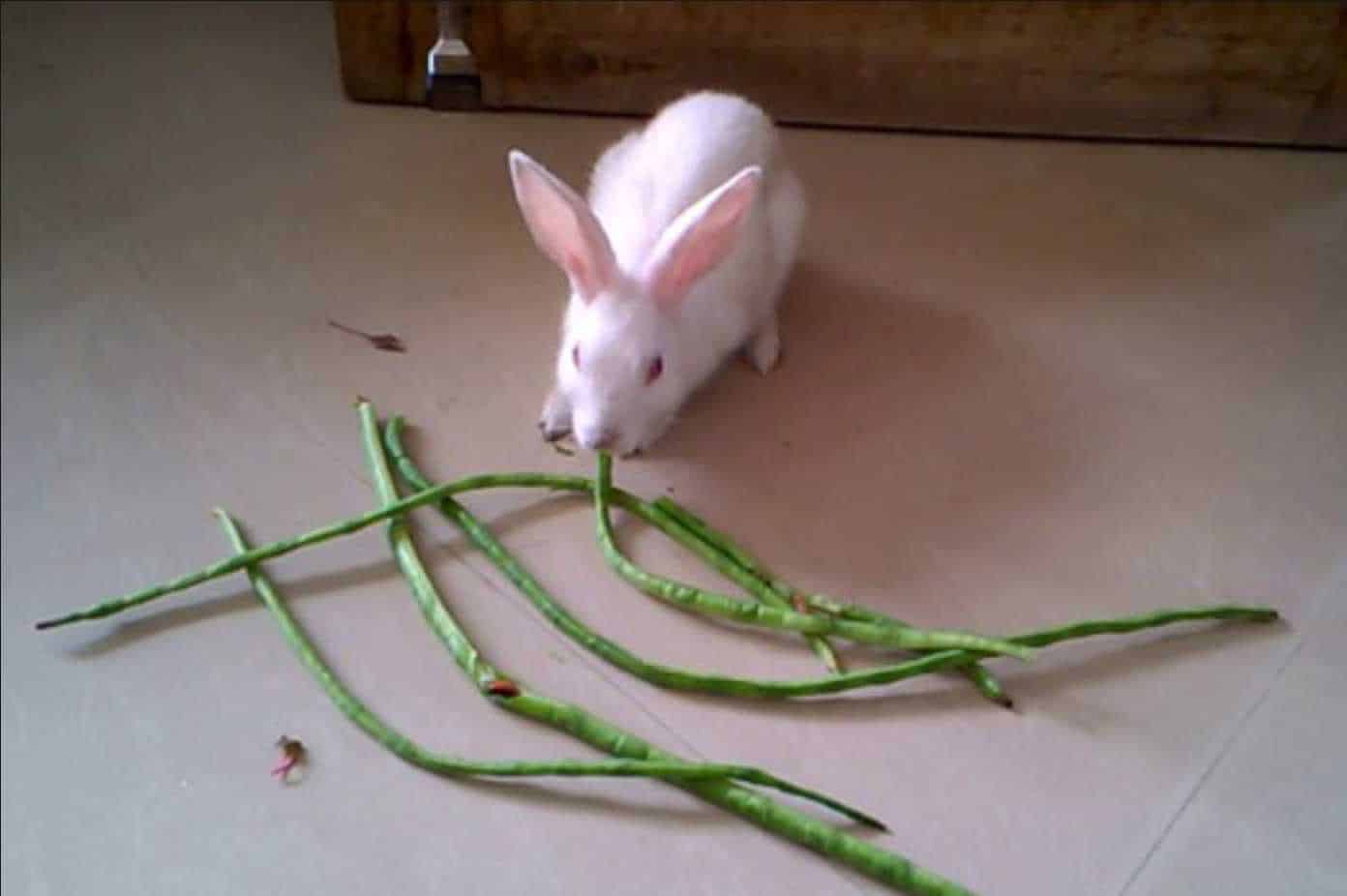 can rabbits eat string beans